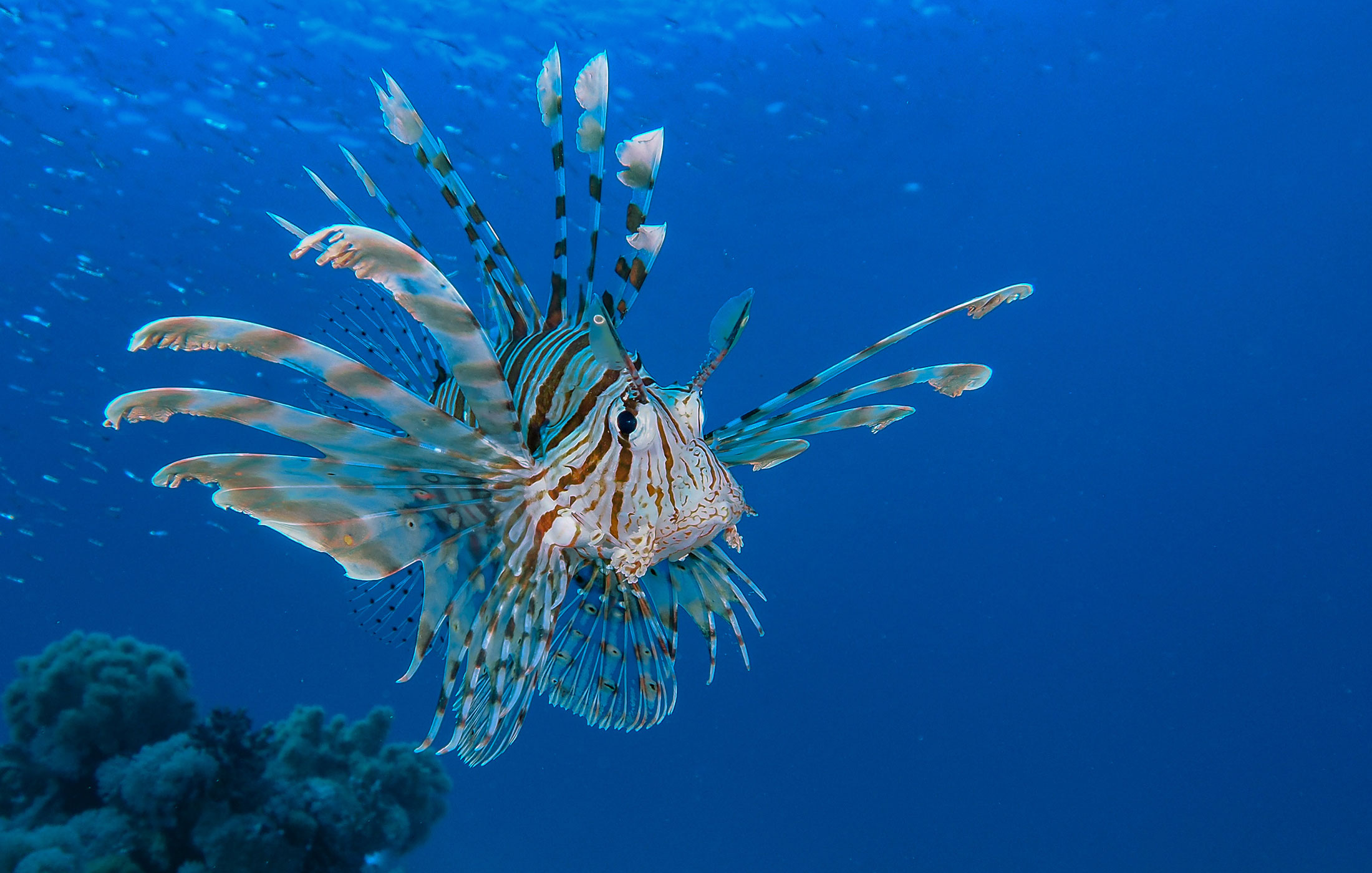 The Lionfish in ACA Markets